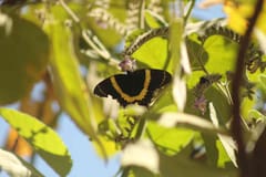 Mariposa cola de golondrina dorada